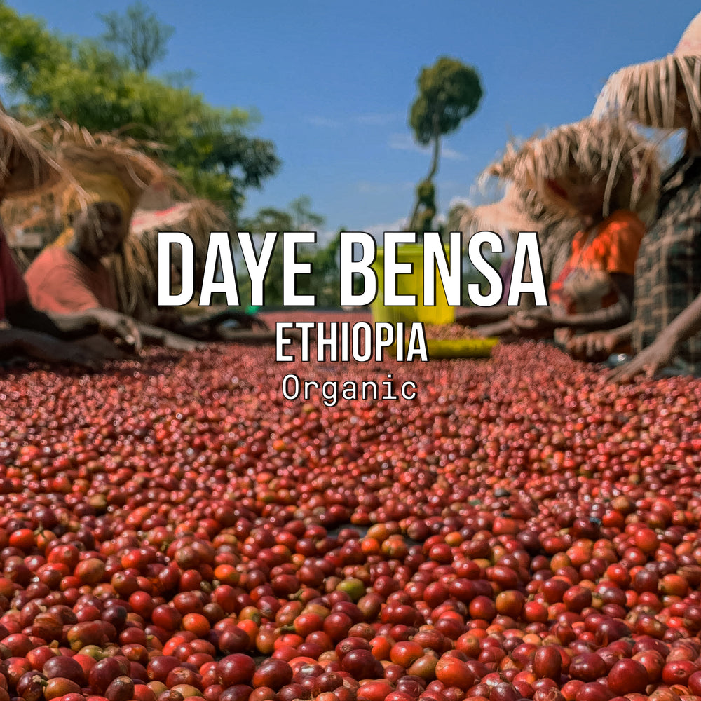 Daye Bensa, Ethiopia | Organic Title Card