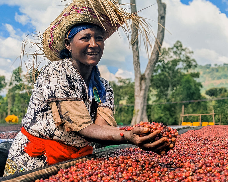 Daye Bensa, Ethiopia | Organic