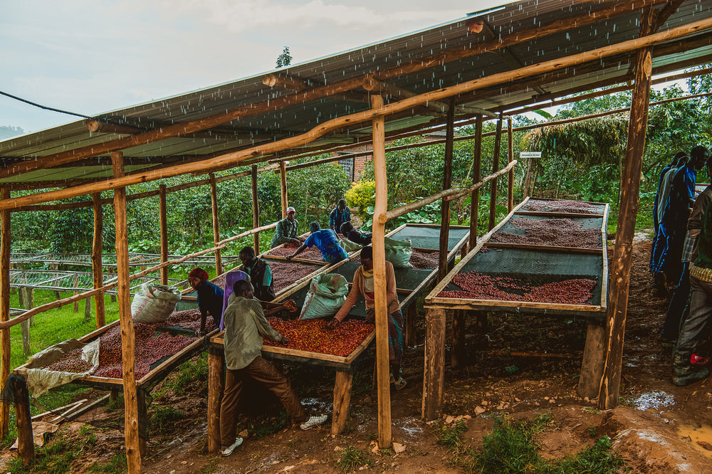 Bulk | Mushonyi, Rwanda