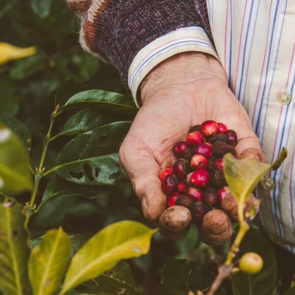 Coffee cherries in the hand of a farm staff person.